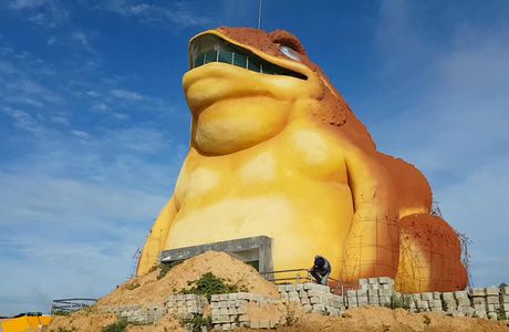 The Toad Museum