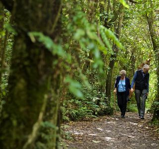 Mangawhero Forest Walk and Rimu Walk