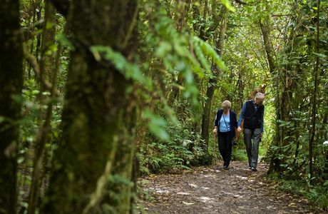 Mangawhero Forest Walk and Rimu Walk