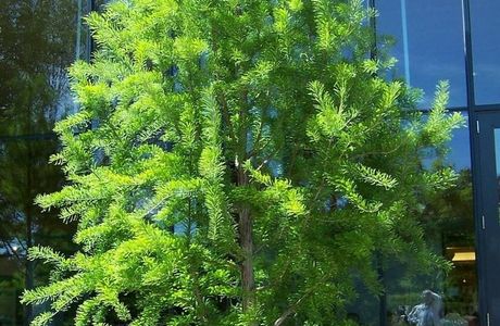 Hualien Bald Cypress