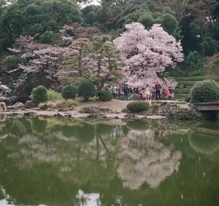 Futian Tung Blossom Park