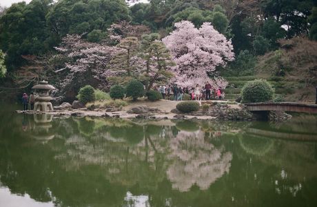 Futian Tung Blossom Park