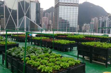 Yayu Farm