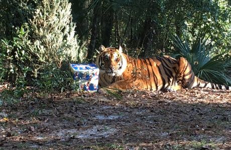 Forest Animal Rescue