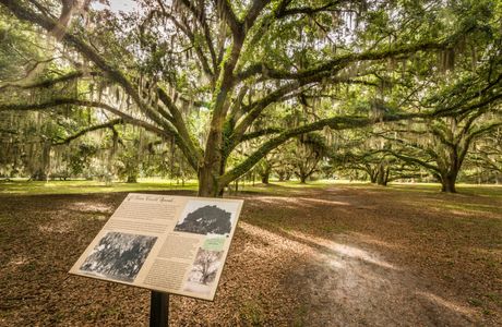 Hofwyl-Broadfield Plantation