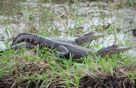 Kissimmee River Basin