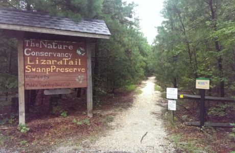 Lizard Tail Swamp Preserve