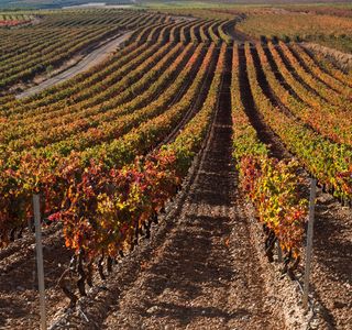 Agate Field Vineyard