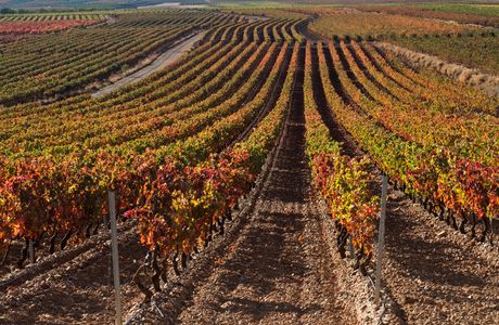 Agate Field Vineyard