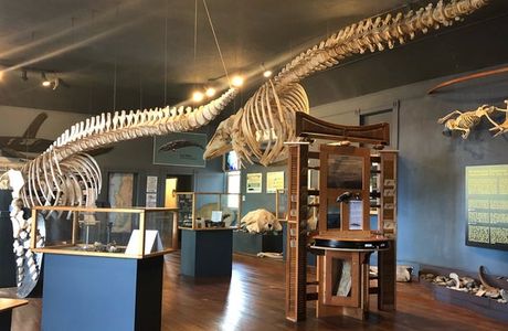 The Whale Museum