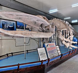 National Oceanographic Museum of Vietnam
