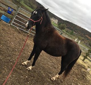 Wildfire Ranch