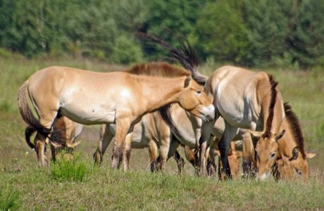 Urwildpferde im Naturschutzgebiet Tennenloher Forst
