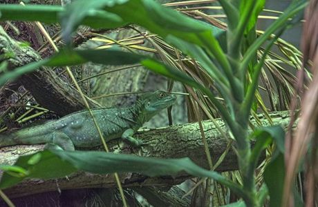 Reptilium
