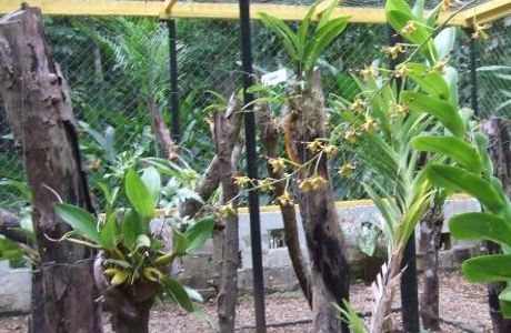 Honiara Botanical Gardens