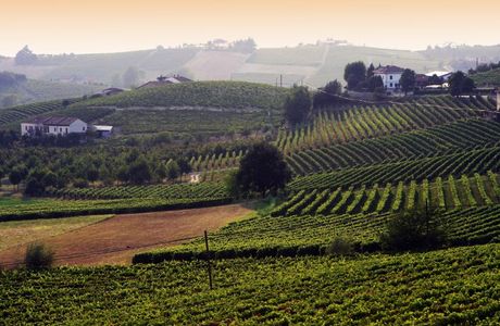 Azienda Agricola Monte Pomiciaro
