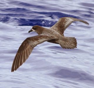Dancing Petrel