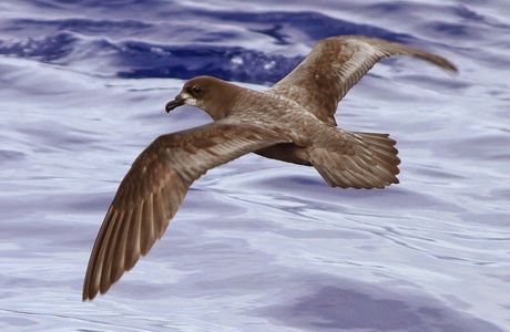 Dancing Petrel