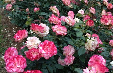 Raleigh Little Theatre Rose Garden