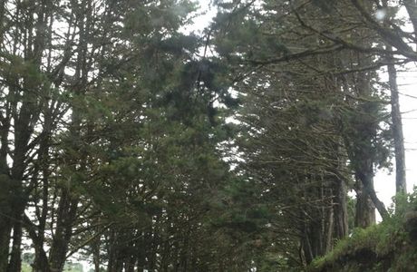Bosques de Fraijanes