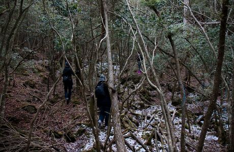 Yadan Forest