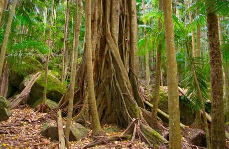 The Palms National Park