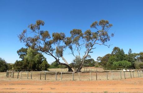 Australian Inland Botanic Gardens