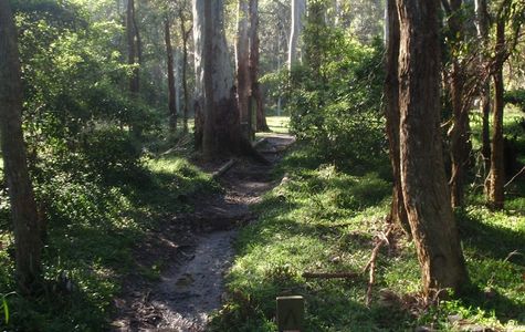Berowra Valley National Park 1
