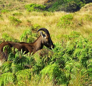 Rajamalai (Eravikulam) National Park