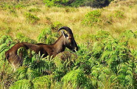 Rajamalai (Eravikulam) National Park
