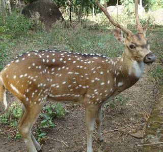 Neyyar Wild Life Sanctuary