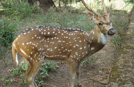 Neyyar Wild Life Sanctuary