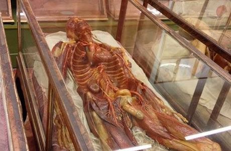 Museo de Anatomia Humana de UNASA