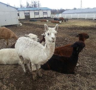 Nasu Alpaca Farm
