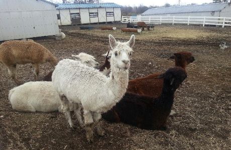 Nasu Alpaca Farm