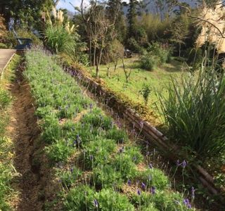 Lavender Cottage Jianshi