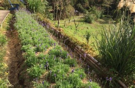 Lavender Cottage Jianshi