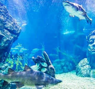 SEA LIFE Bangkok Ocean World