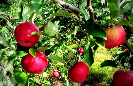 Hick's Apple Orchard