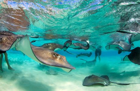 Stingray City