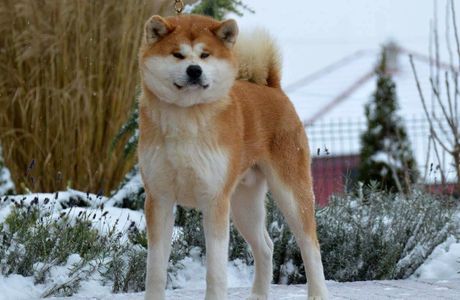 Akita Kurasu