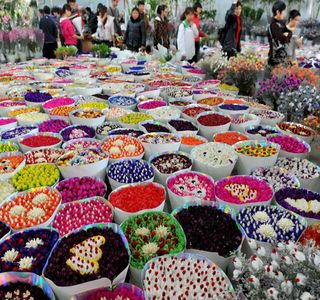 Flowers and Birds Market of Kunming