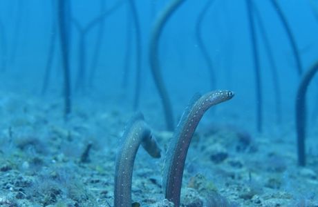 Garden Eel Wall