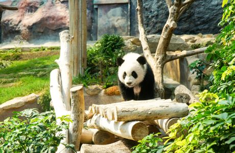 Macau Giant Panda Pavilion