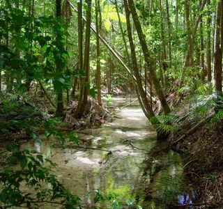 Central Station Rainforest