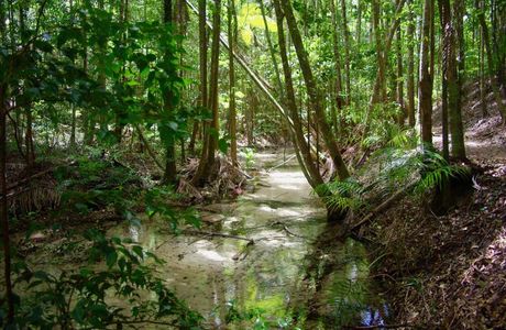 Central Station Rainforest