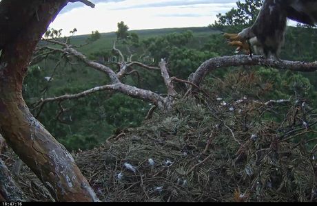 Eagles Nest