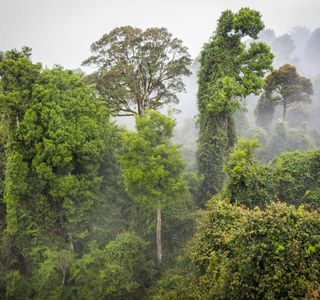 Gondwana Rainforest