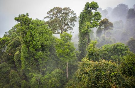 Gondwana Rainforest