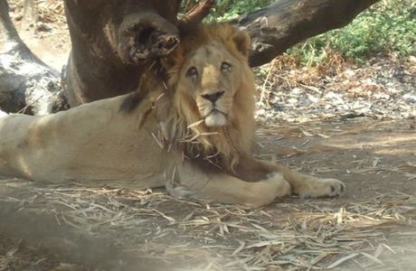 Silvassa Vasona Lion Safari